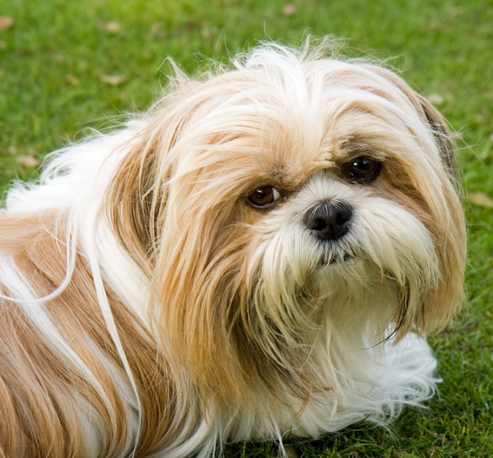 Biguaçu promove mutirão gratuito de vacinação para cães nos dias 2 e 9 de julho