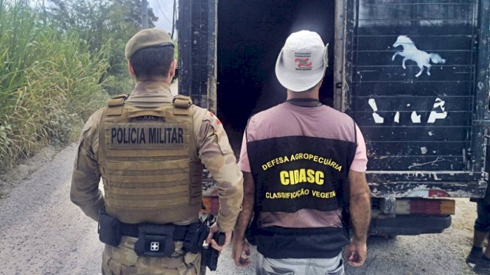 PMSC atua de forma integrada para impedir prática ilegal da Farra do Boi