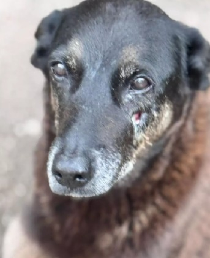 Ausência de fraturas não descarta trauma, aponta laudo sobre morte de Orelha