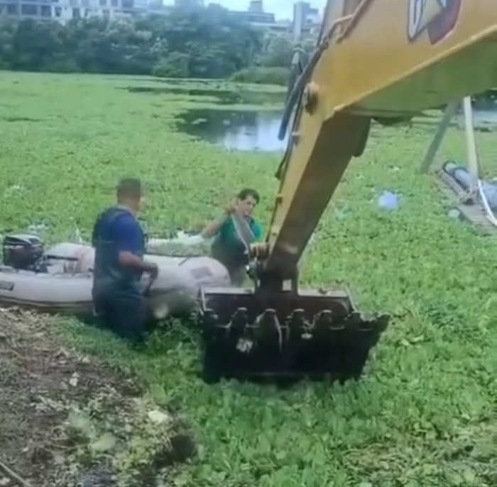 Mortandade de tainhas em lagoa de Jurerê chama atenção em Florianópolis