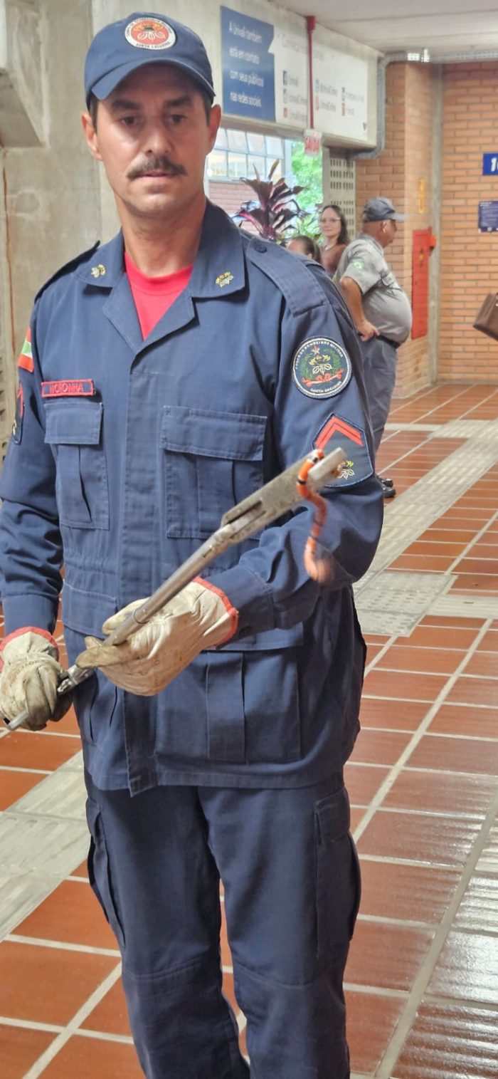 Bombeiros fazem captura segura de cobra-coral venenosa em universidade de Biguaçu