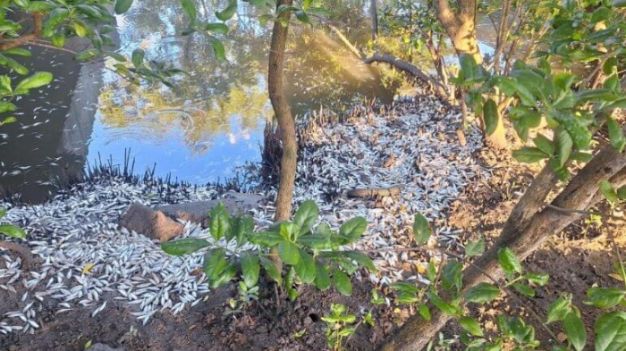 Mortandade de peixes assusta moradores no manguezal do Itacorubi, em Florianópolis