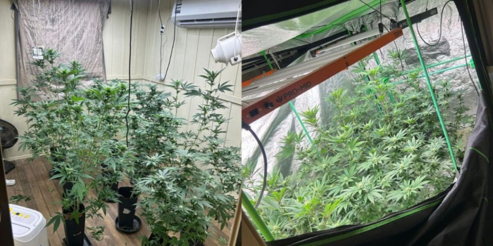 Estufa de maconha é descoberta e homem é preso por tráfico em Biguaçu