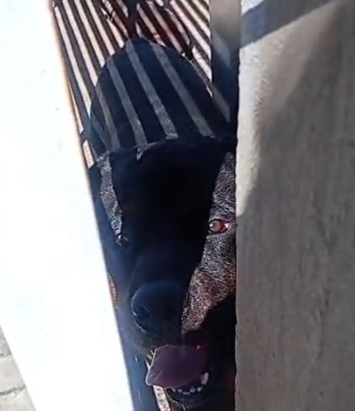 Tragédia em Chapecó: menino de 4 anos morre após ataque brutal de rottweiler