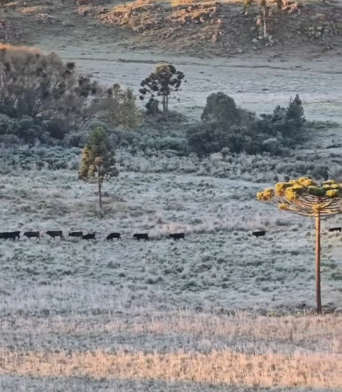 Serra Catarinense registra frio histórico em 2026 e amanhece coberta por geada nesta terça (28)