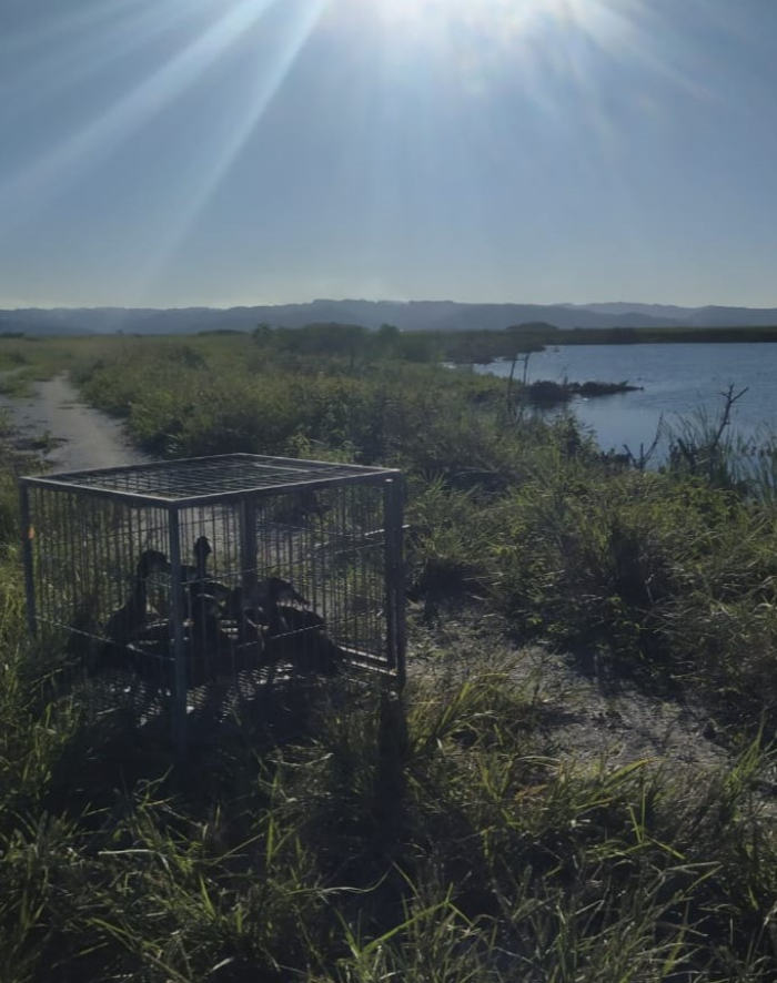 Marrecos resgatados na BR-101 em Tubarão retornam à natureza após três meses de cuidados