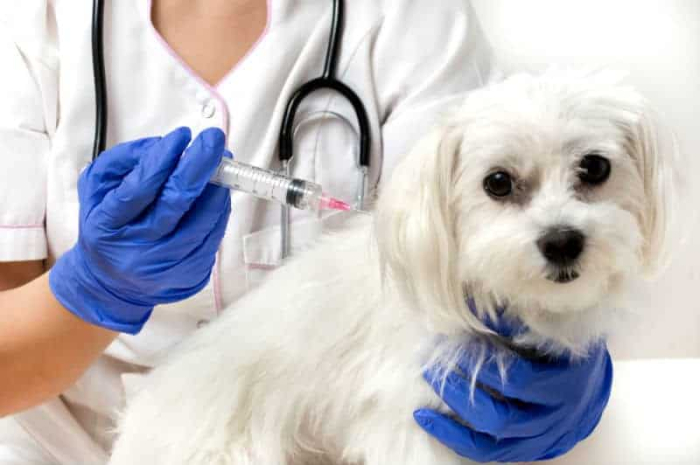 DIBEA de Biguaçu realiza mutirão de vacinação de cães neste domingo (31)