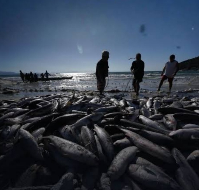 Pesca da tainha por arrasto de praia é encerrada em Santa Catarina