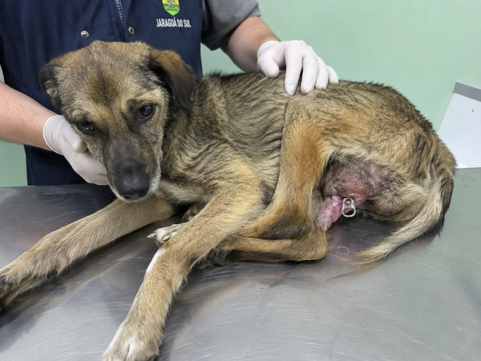 Cachorro é resgatado após sofrer grave ato de crueldade em Jaraguá do Sul