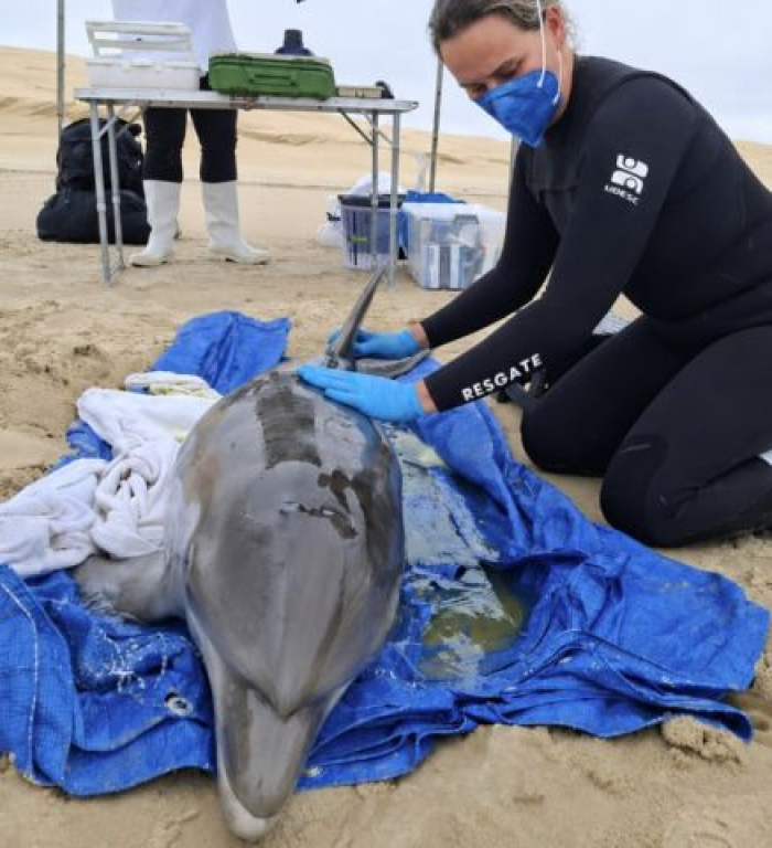 Golfinho resgatado em Laguna é escoltado até Florianópolis para reabilitação