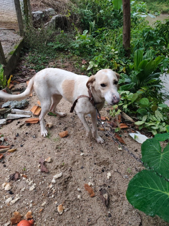 Bombeiros resgatam cão ilhado em rio no Sertão do Maruim, em São José