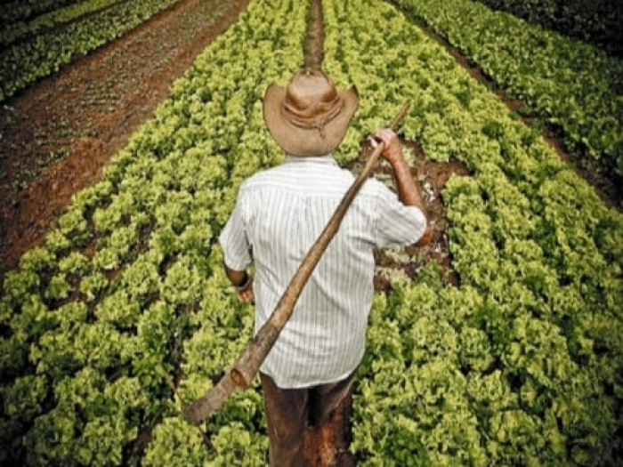 Dia do Agricultor celebra quem garante o alimento na mesa dos brasileiros