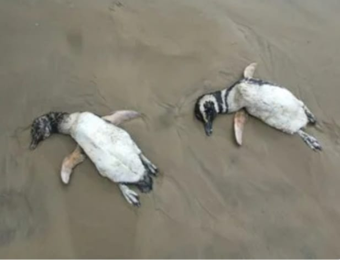Mais de 600 pinguins-de-magalhães encalham no Norte de SC durante migração